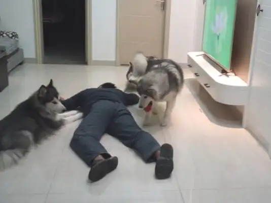 The owner pretends to be a down-to-down test dog, but the three doggies don't give a shit: this is sick again