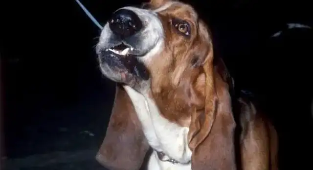 Watch out! Don't ignore it. It's all a sign of rabies