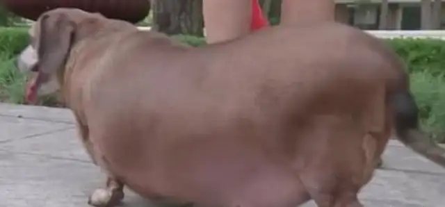 Weenies weigh 34 pounds and are fat enough to drag their stomachs to the ground