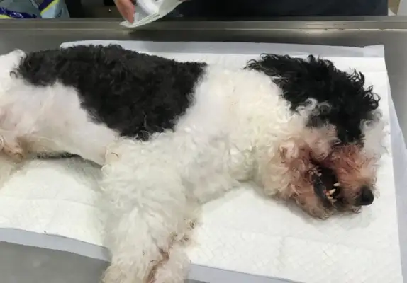 Many pet dogs were poisoned to death in a small district of Chaoyang. Police were involved in an investigation