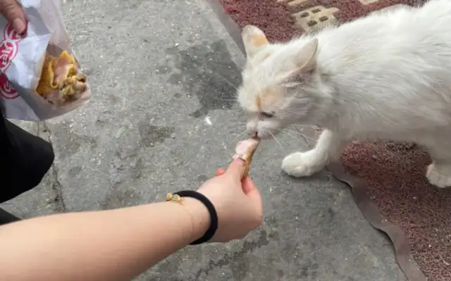 Netizens: Why are there stray cats around and they rarely see stray dogs