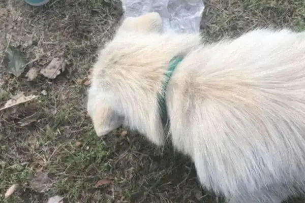 The stray dog's eco-park is hanging around, and the man gives him some food, and the dog eats his face