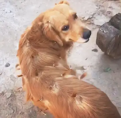 Blondie goes to the neighbor next door and she's covered with little girls. Dog: Do you think I'm pretty