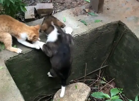 Seeing the fairy friendship of cats and dogs, the cybermies went out of their way..