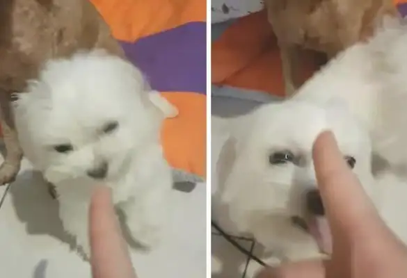 The dog's gonna get beat up and start kissing the owner's ass right now