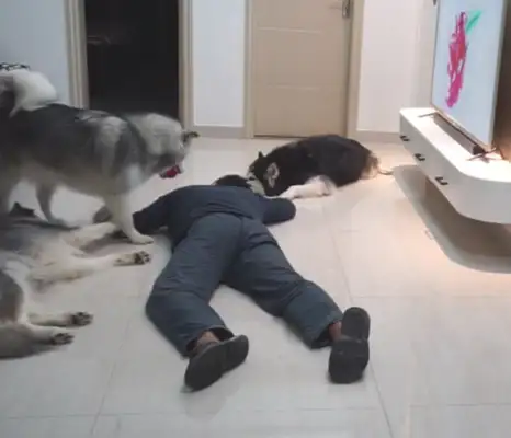 The owner pretends to be a down-to-down test dog, but the three doggies don't give a shit: this is sick again
