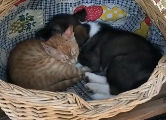 Seeing the fairy friendship of cats and dogs, the cybermies went out of their way..