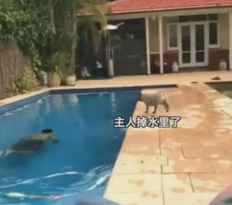 The master dived in the pool, the dog jumped in, and the master almost fainted