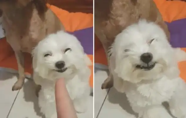 The dog's gonna get beat up and start kissing the owner's ass right now
