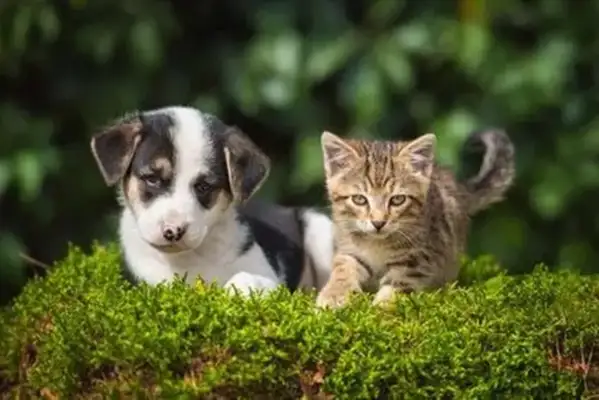 Seeing the fairy friendship of cats and dogs, the cybermies went out of their way..