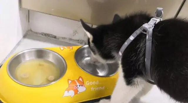 Haschie ate all the dog food, turned around and forgot