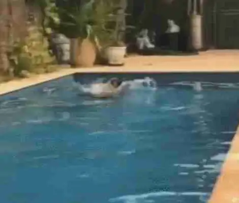 The master dived in the pool, the dog jumped in, and the master almost fainted