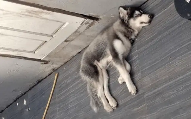 Men are closing their windows to see the dog under the balcony, but they're angry