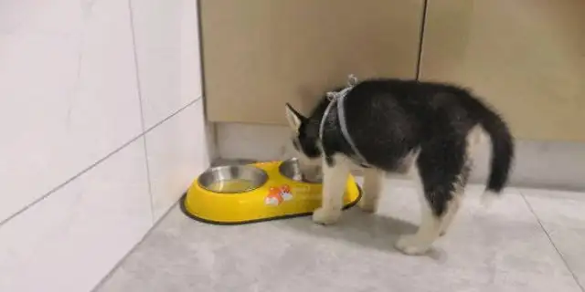Haschie ate all the dog food, turned around and forgot