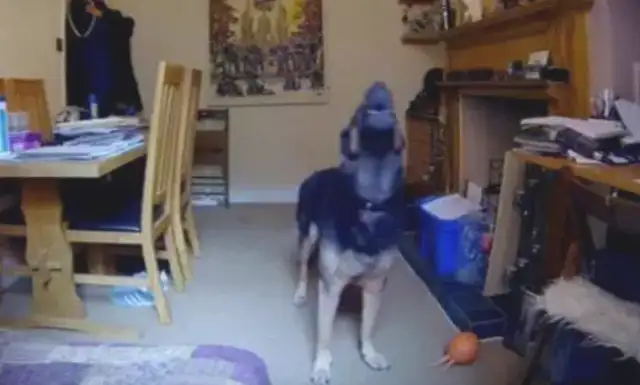 Seeing the dog alone at home with anxiety, the master is crying with pain