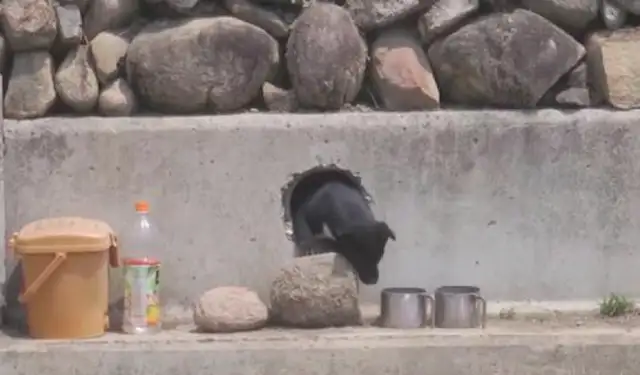 The two-month-old dog was abandoned in the country, hiding in the waste drains, and the understanding people came to feed it every day