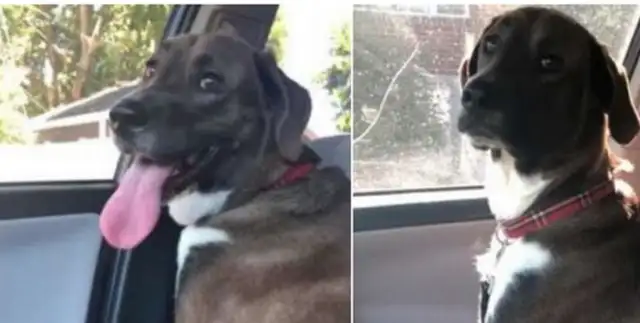 The master tricked the dog into playing in the park, and he went to see the doctor, and when he came back, his face disappeared