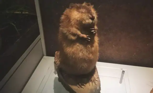 The beaver who grew up with the dog left, and the dog was so sad