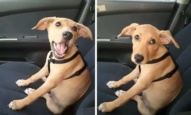 The master tricked the dog into playing in the park, and he went to see the doctor, and when he came back, his face disappeared
