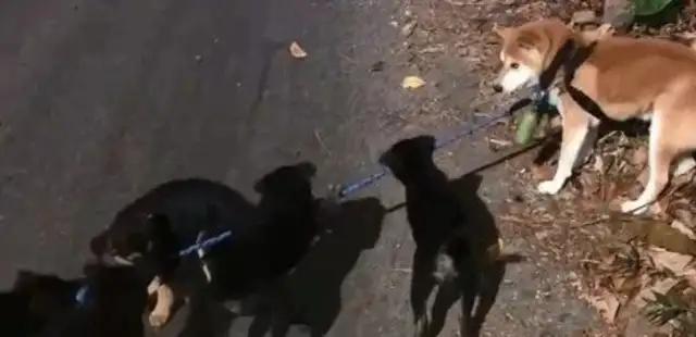 The dog was surrounded by a bunch of little black dogs on his way out, and his reaction was laughter