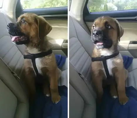 The master tricked the dog into playing in the park, and he went to see the doctor, and when he came back, his face disappeared