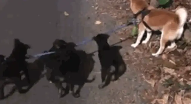 The dog was surrounded by a bunch of little black dogs on his way out, and his reaction was laughter