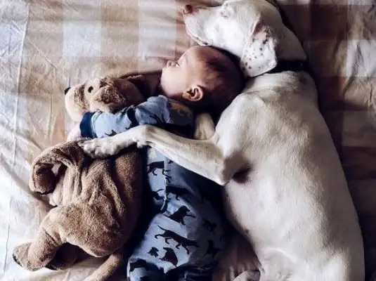Let the baby and the dog live in their own homes and warm their hearts when they open the door: It's too warm
