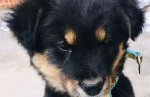 I had a golden fur dog, and two months later, the girl couldn't laugh