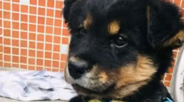 I had a golden fur dog, and two months later, the girl couldn't laugh