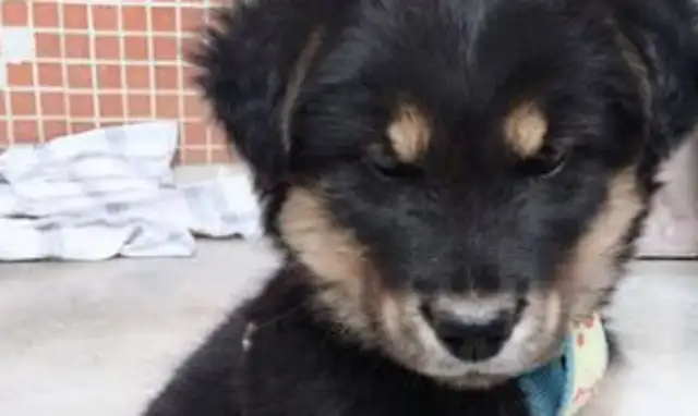 I had a golden fur dog, and two months later, the girl couldn't laugh