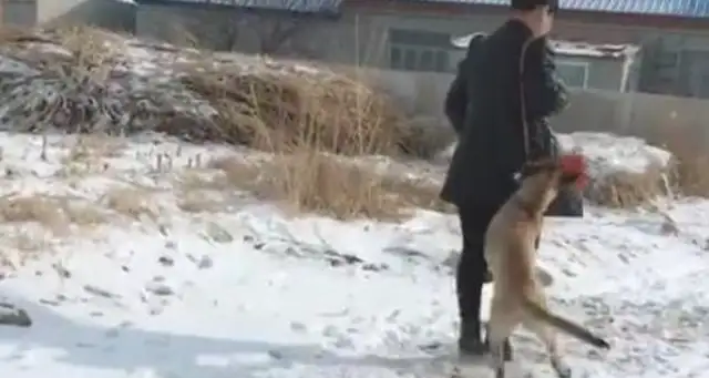 The master pretended to faint in the snow, and the horse dog died. Fight! Move