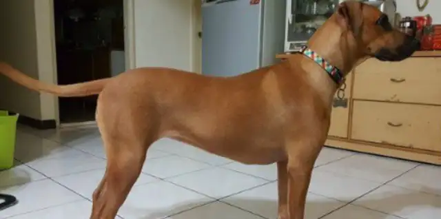 Personally, a dog and lively dog