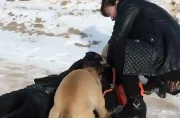 The master pretended to faint in the snow, and the horse dog died. Fight! Move