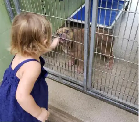 The Beagle is about to be a comfort, but the two-year-old girl is coming back: Mom, I'll pick this one