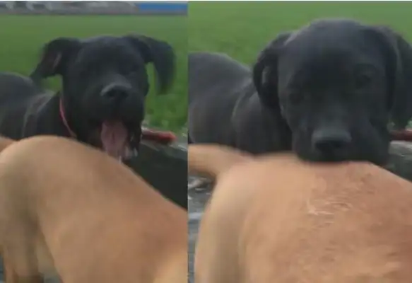 Two dogs running at each other's feet