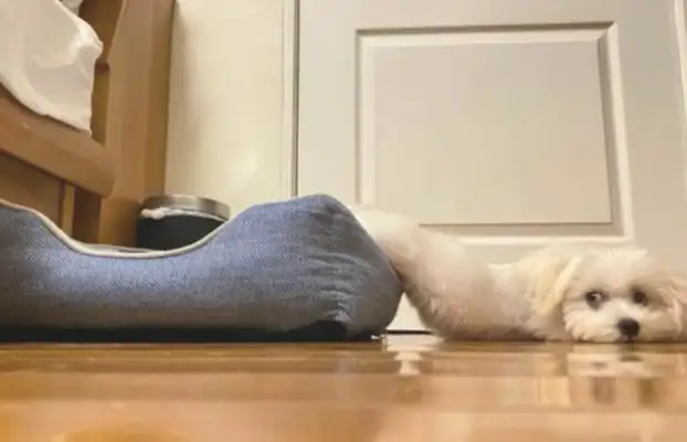 Half the dog's body is in the cat's nest, half his body is on the brick. Is that coming out