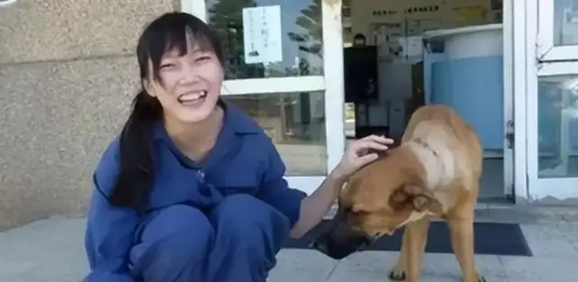 "Beautiful Veterinary" is naive: suicide after killing 700 stray dogs