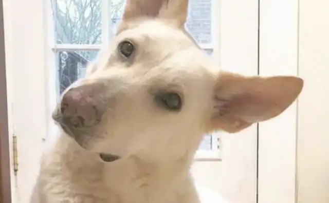 With a hairless dog, you have a chance to become a master of art