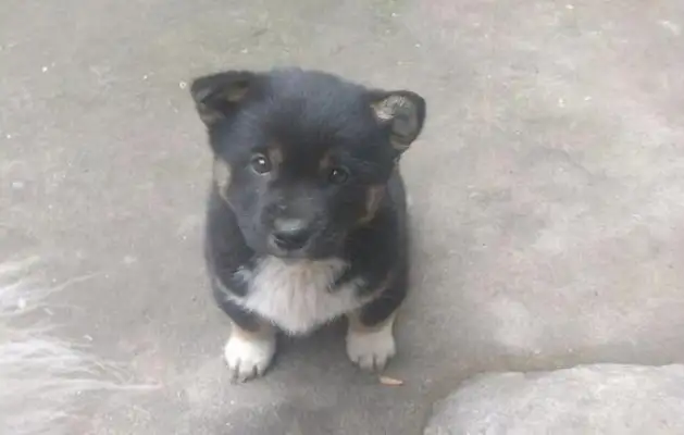 The dog followed the boy behind his back, saw him confused. The girl couldn't watch