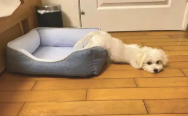 Half the dog's body is in the cat's nest, half his body is on the brick. Is that coming out