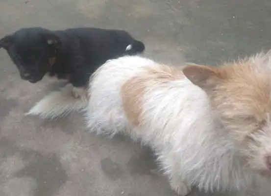 The dog followed the boy behind his back, saw him confused. The girl couldn't watch