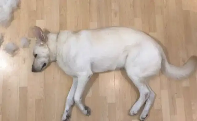 With a hairless dog, you have a chance to become a master of art