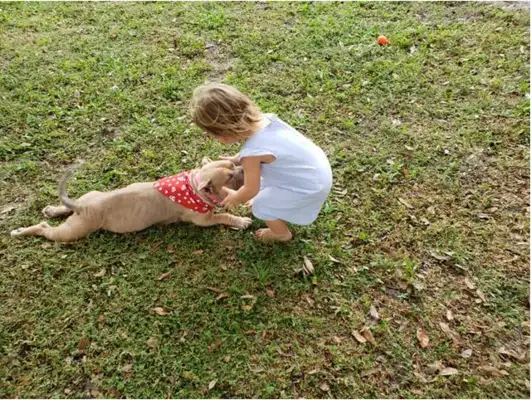 The Beagle is about to be a comfort, but the two-year-old girl is coming back: Mom, I'll pick this one