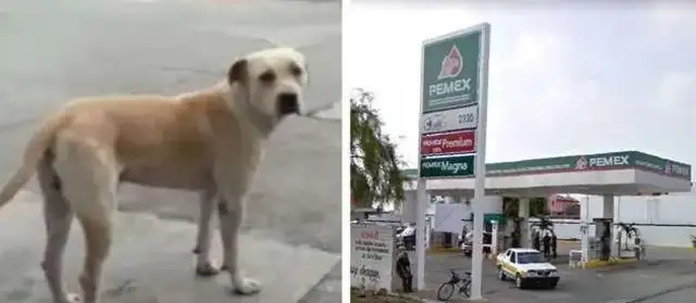 The two robbers robbed the gas station at night, and the brave dogs tried to get rid of the robbers