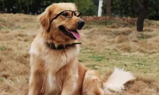 The best dogs, the first IQ is a little low, the last is really good