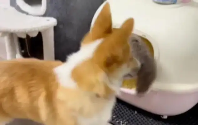 Why is the dog's owner so bad