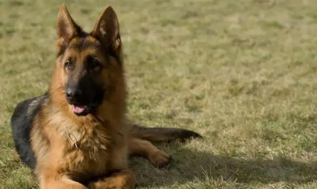 The best dogs, the first IQ is a little low, the last is really good