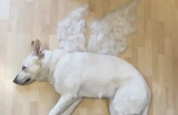 With a hairless dog, you have a chance to become a master of art