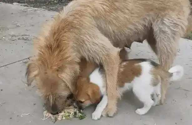 Why is the dog's owner so bad