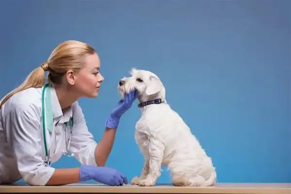 It's the rainy season, dog toe inflammation